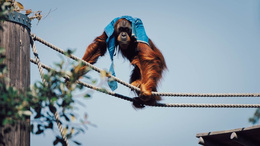 First Impressions of the Nikon Z 180-600mm f/5.6-6.3&nbsp;VR